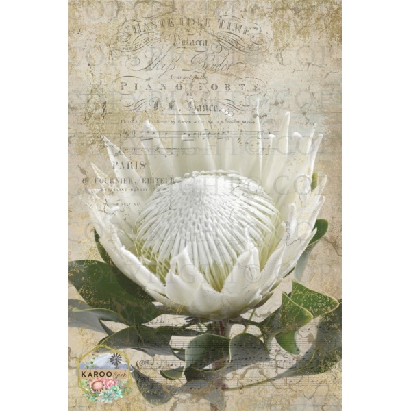 /ksdp/furniture/KS-FP059